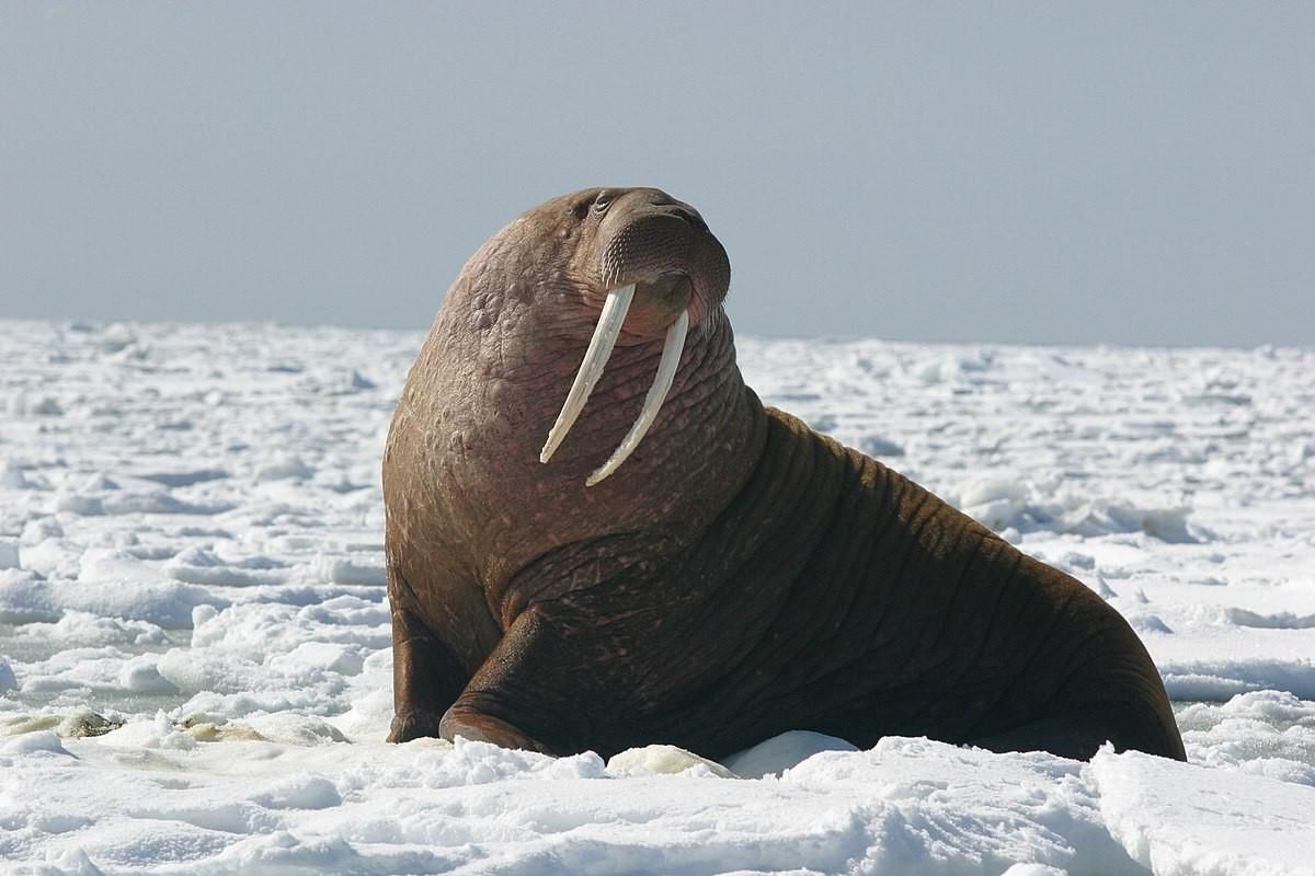 Walrus