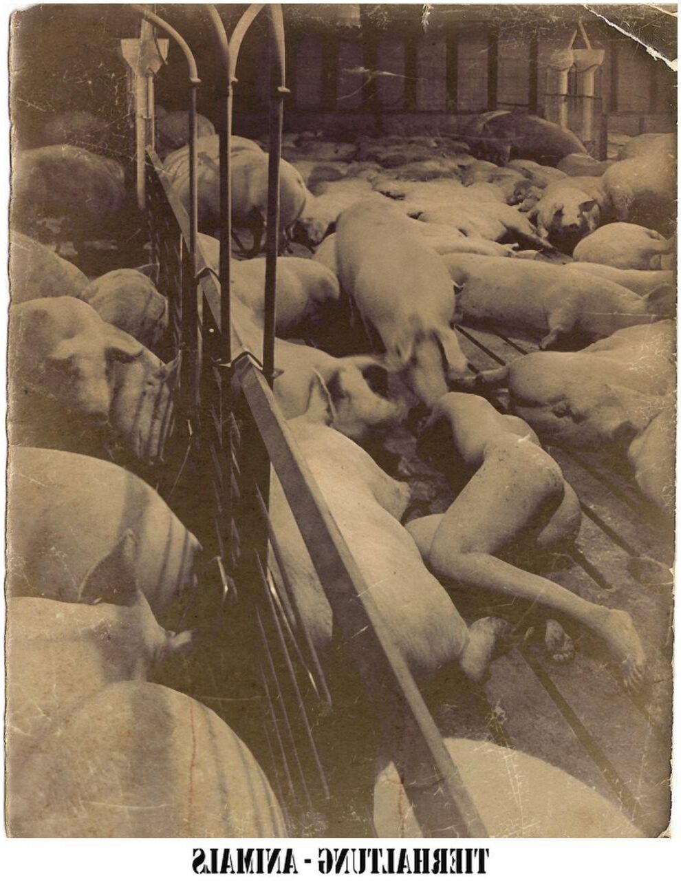 Tierhaltung Animals I