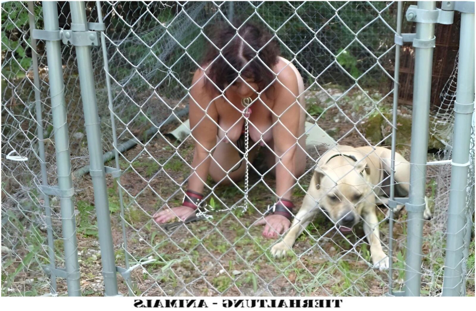 Tierhaltung Animals iii