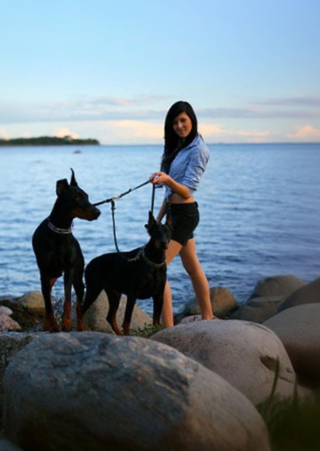 Beast Dog Haustier Dobermann