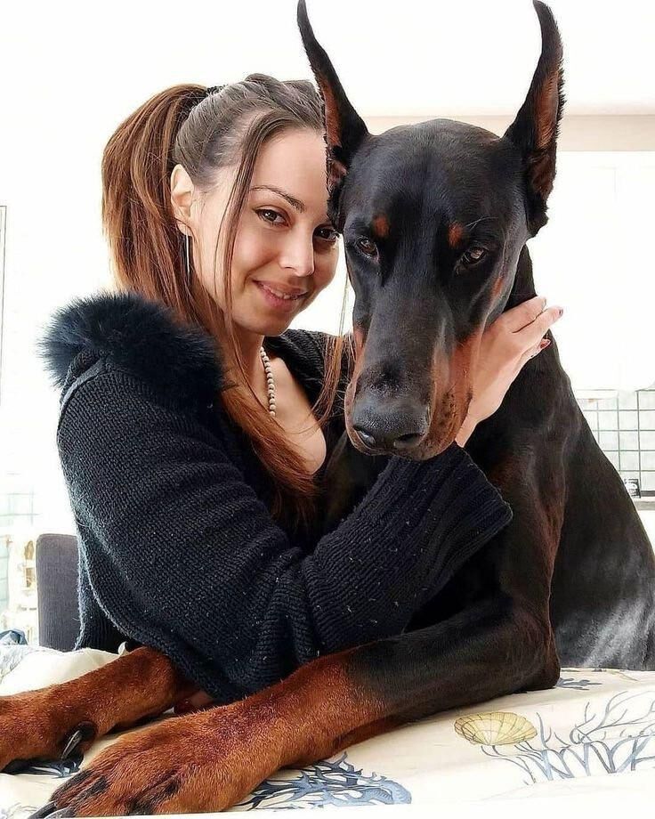 Beast Dog Haustier Dobermann