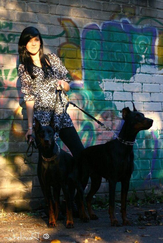 Beast Dog Haustier Dobermann