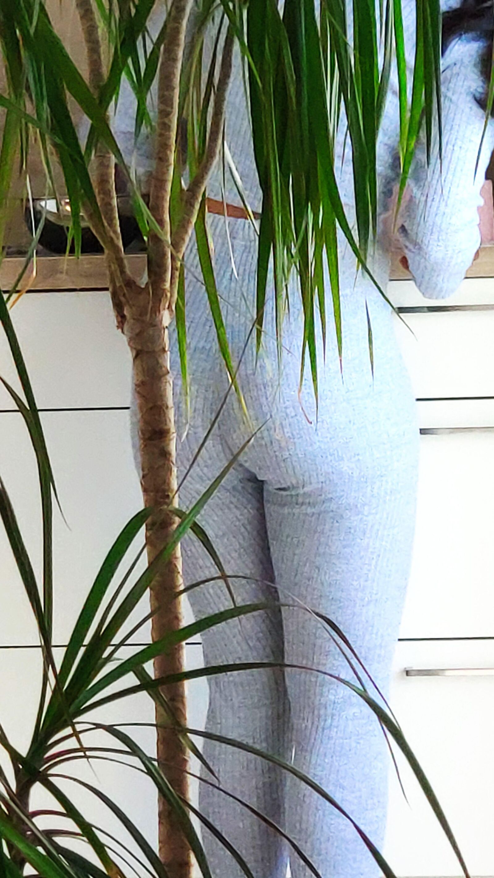 Home outfit, ass shots, see thru string, cumslut wife