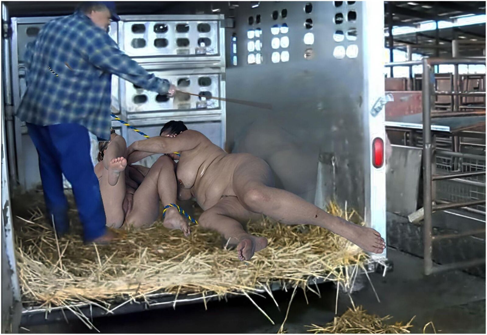 Transporte de animales Tiertransport III