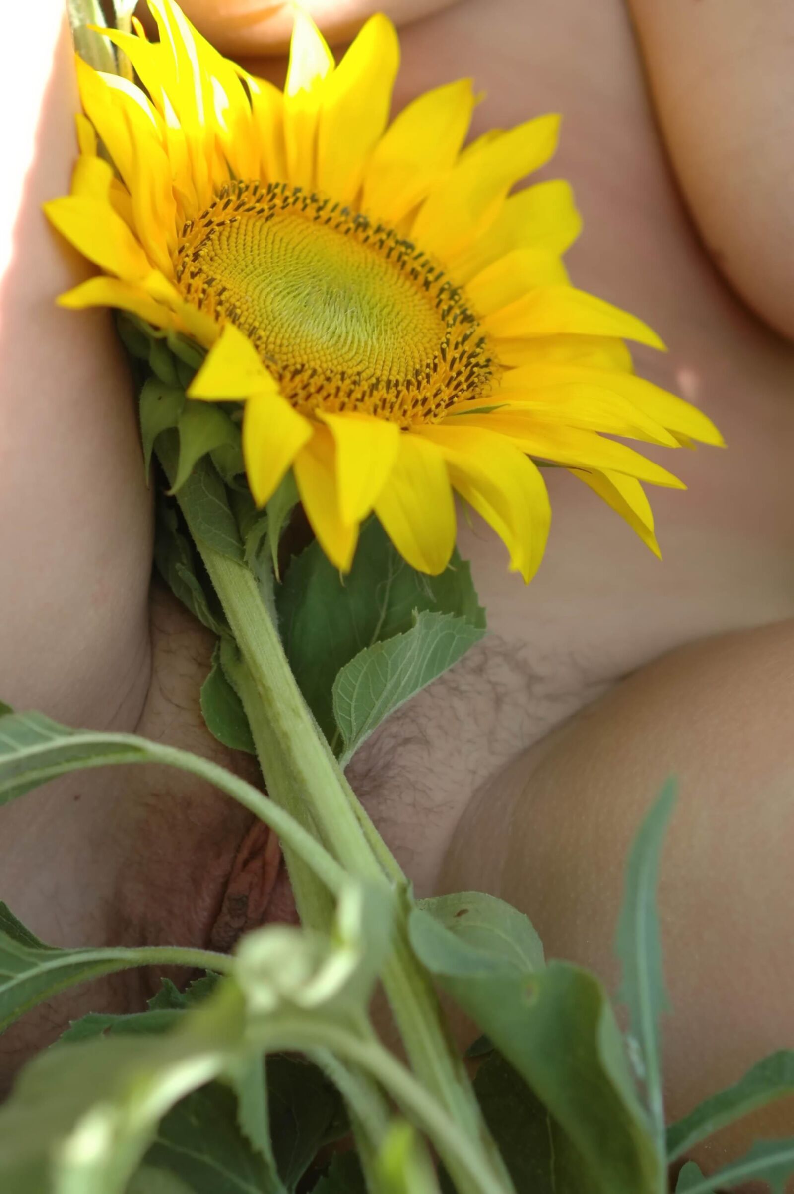 Slastonoff Aneli Aunflower,