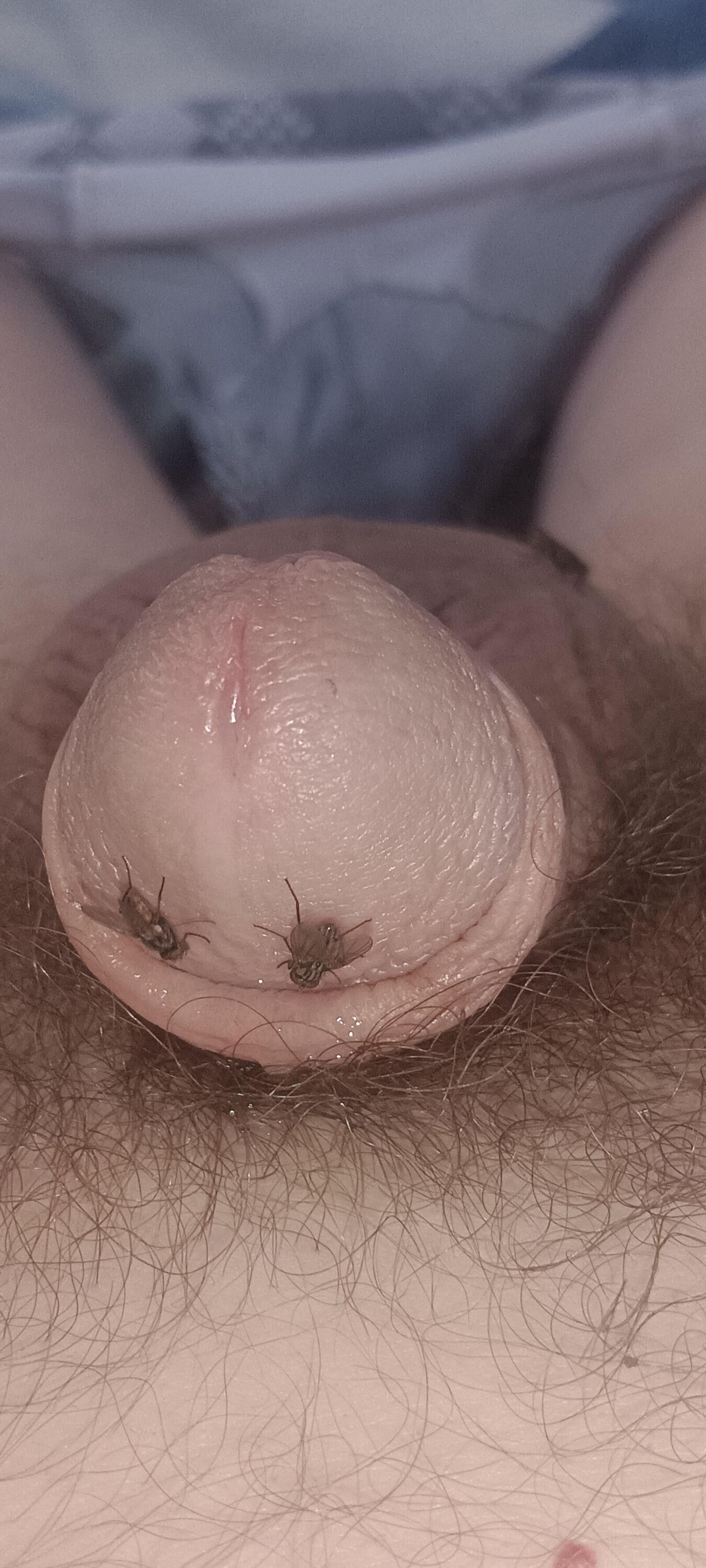 Voar e meu pau