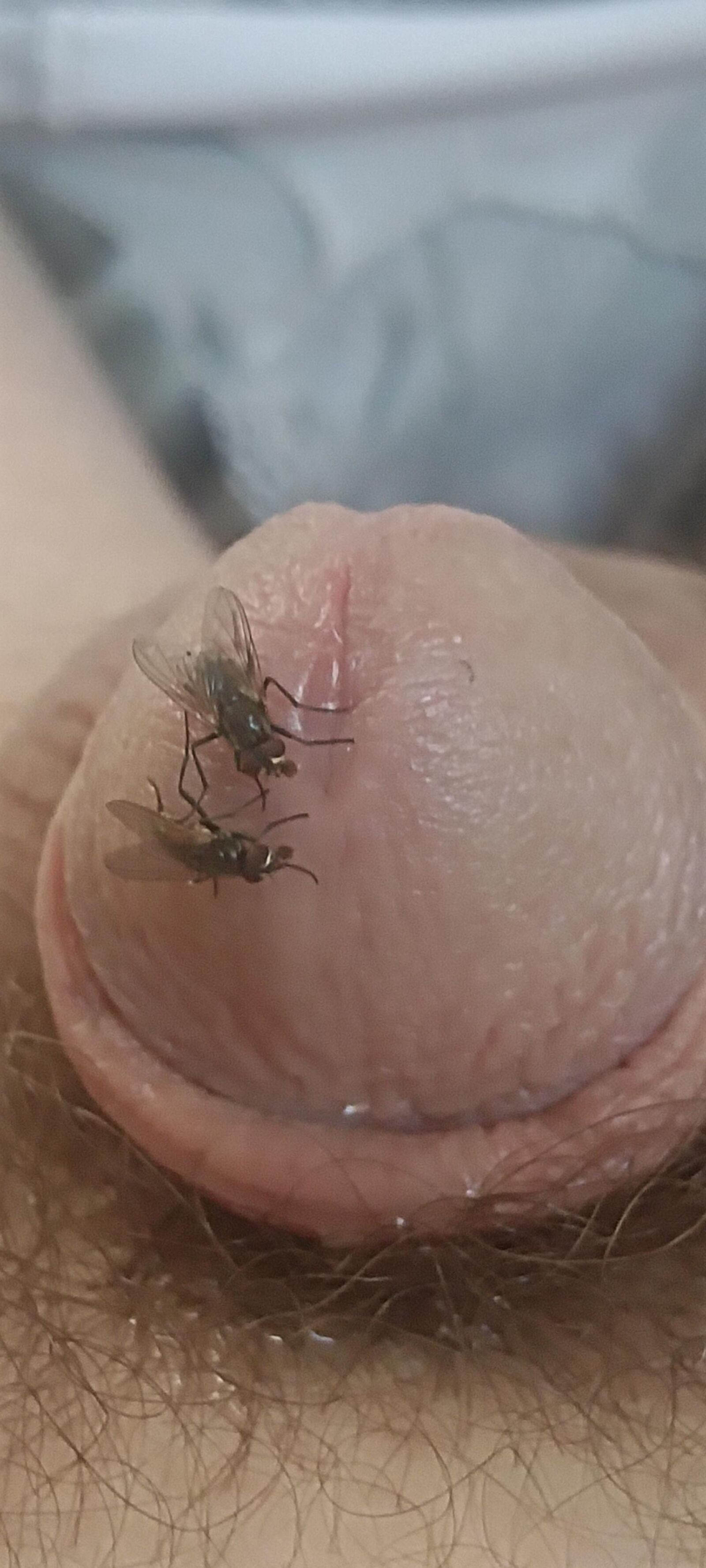 Voar e meu pau