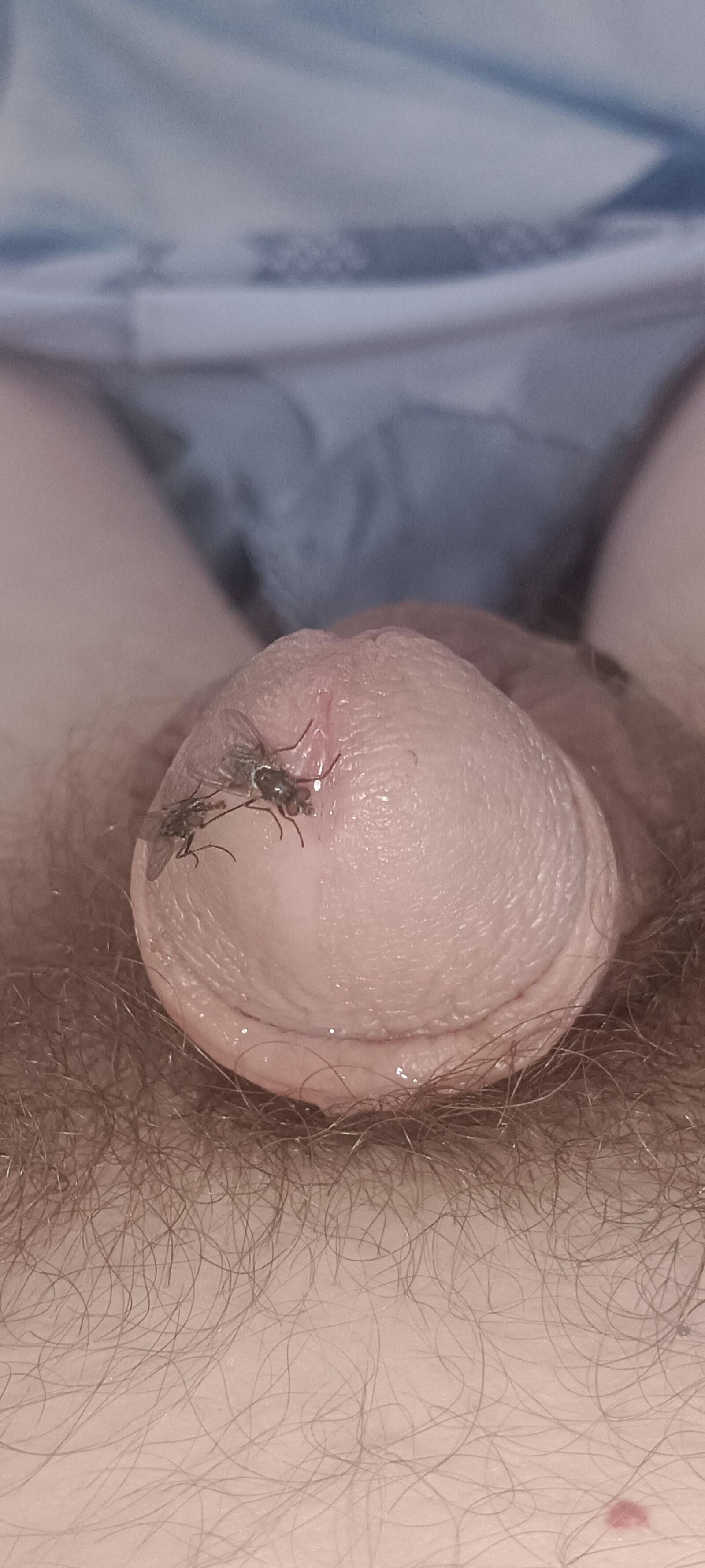 Voar e meu pau