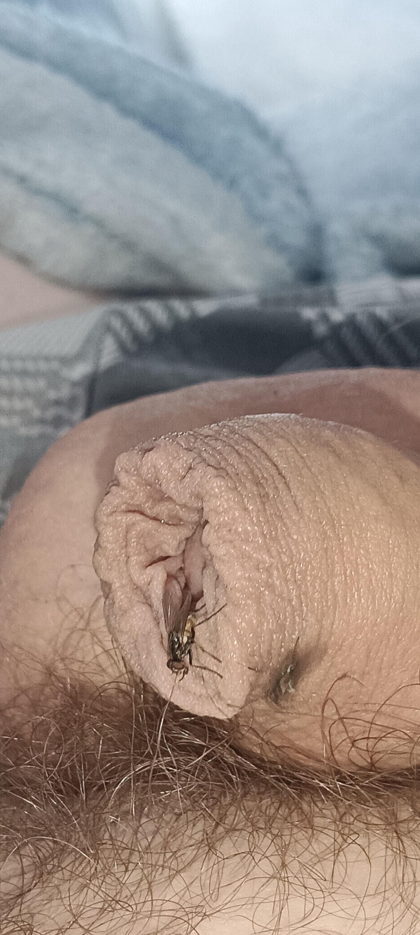 Voar e meu pau