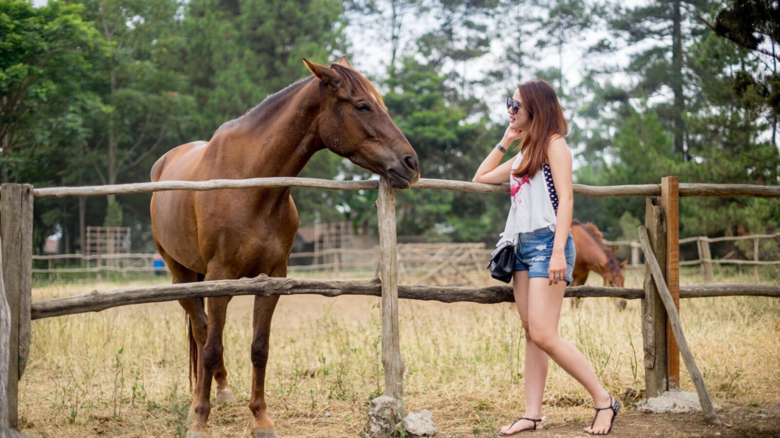 Mujeres sexys con caballos