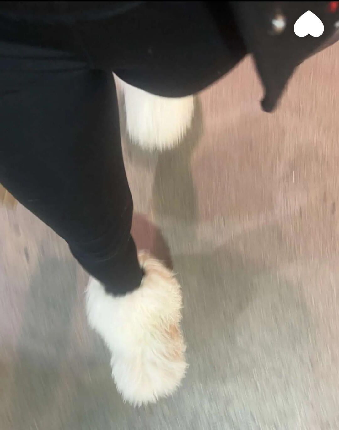 ダイ