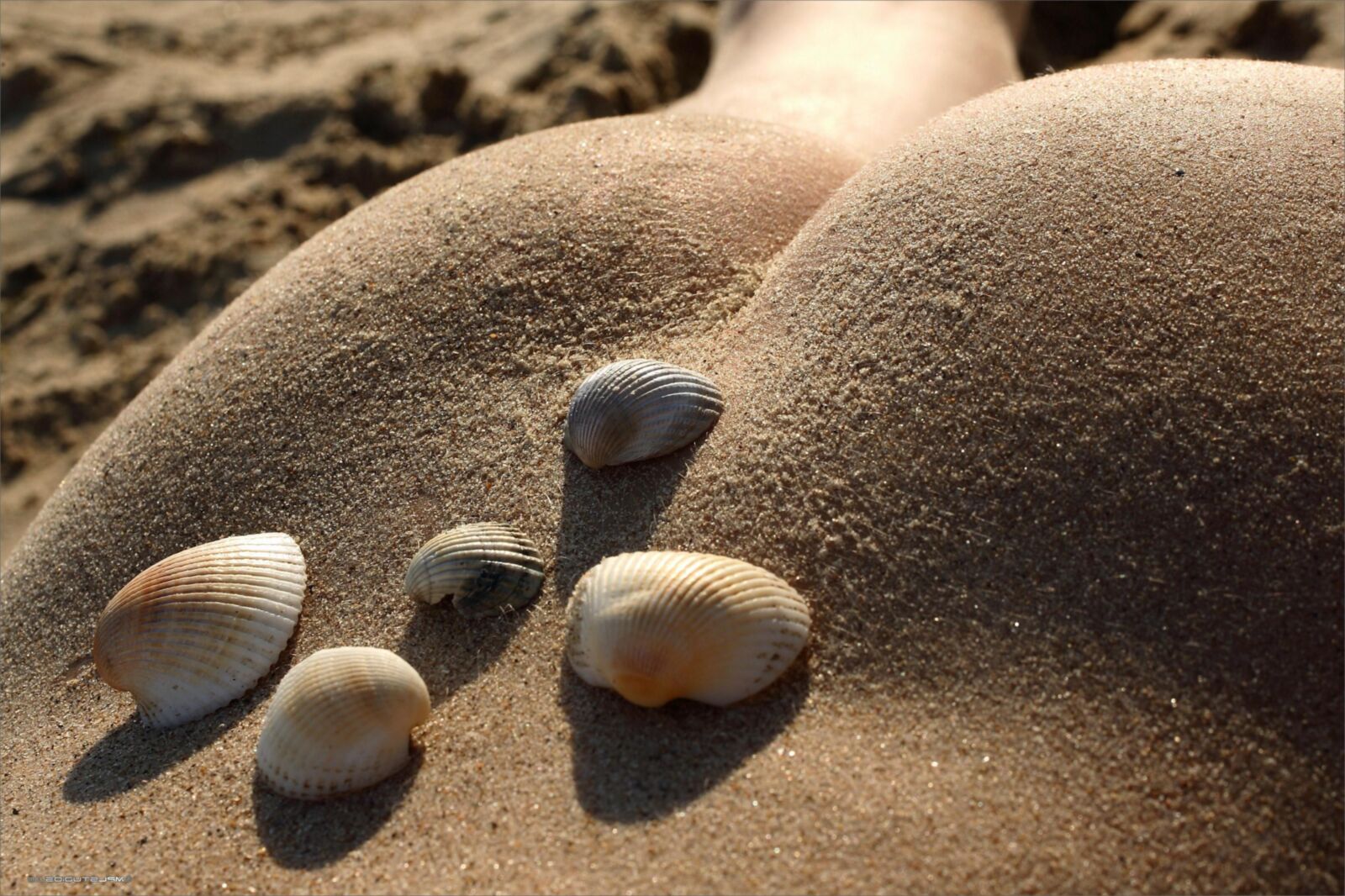 MPLStudios ANUETTA Body parts and seashells