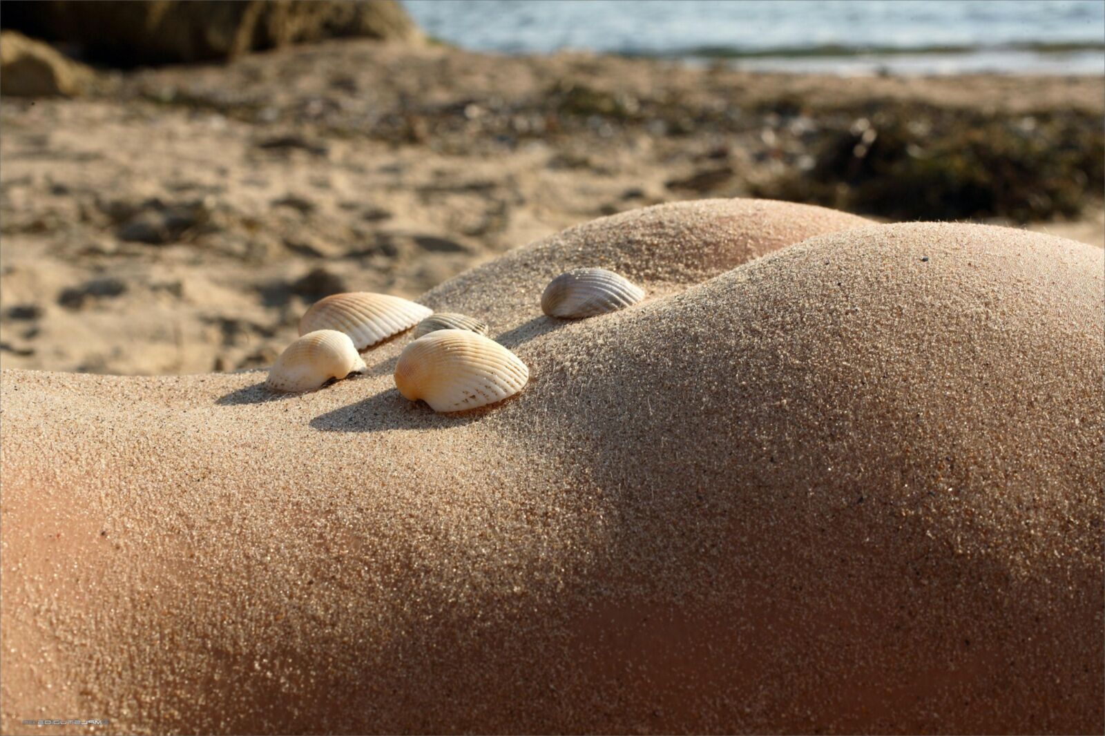 MPLStudios ANUETTA Body parts and seashells