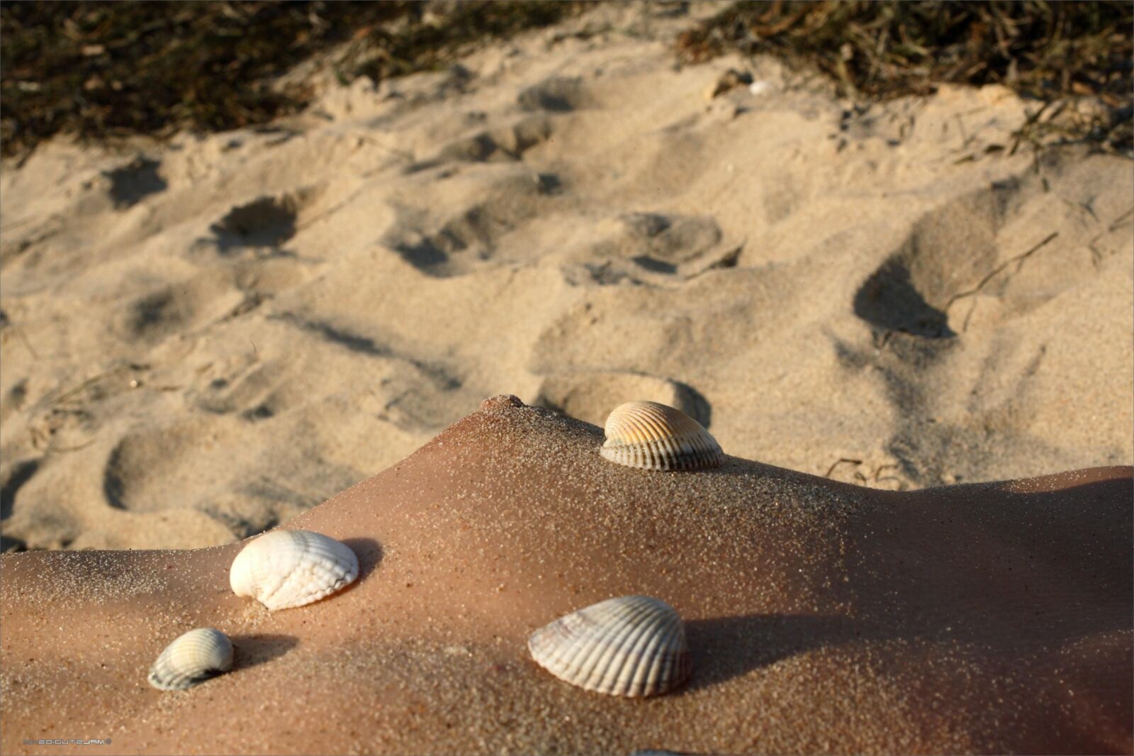 MPLStudios ANUETTA Body parts and seashells