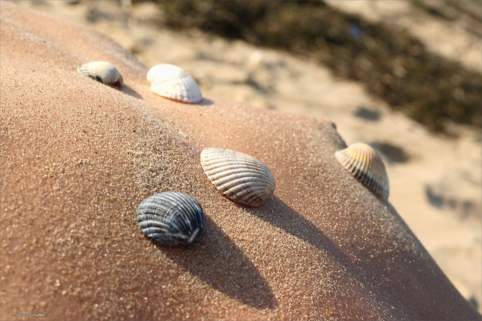 MPLStudios ANUETTA Body parts and seashells