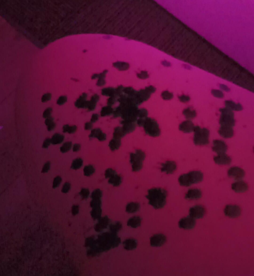 Sesión femboy con Mistress / Wax Play / Anal Play / Collar